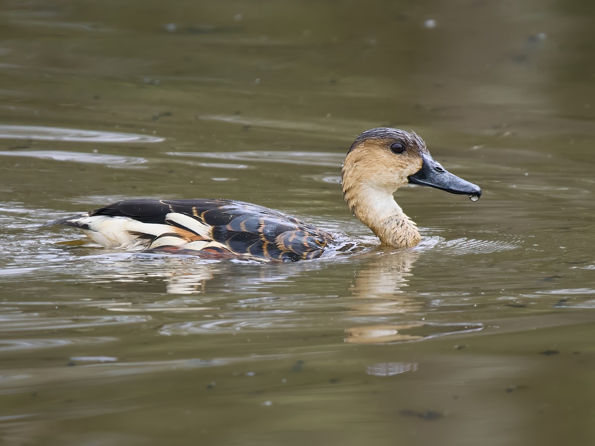 Dendrocygne à lunules - ML644017654