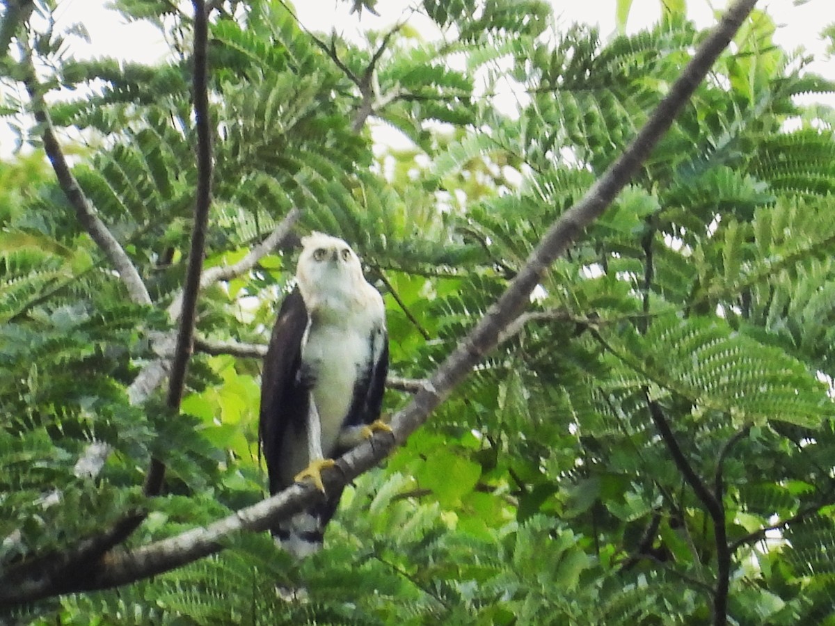 Ornate Hawk-Eagle - ML644017664