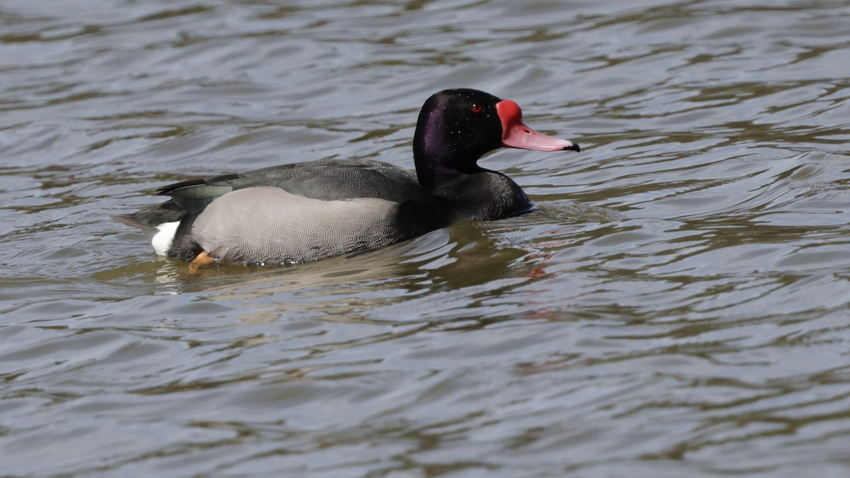 Rosy-billed Pochard - ML644017673