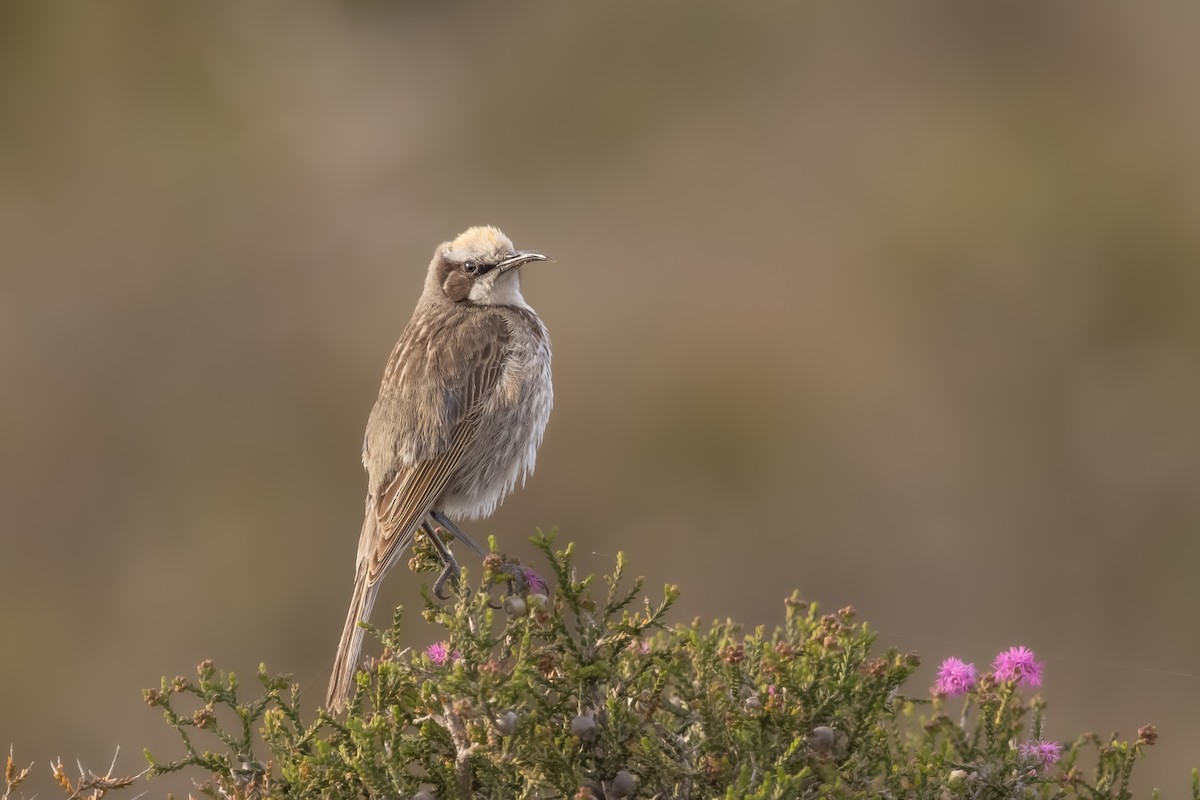 Tawny-crowned Honeyeater - ML644017682