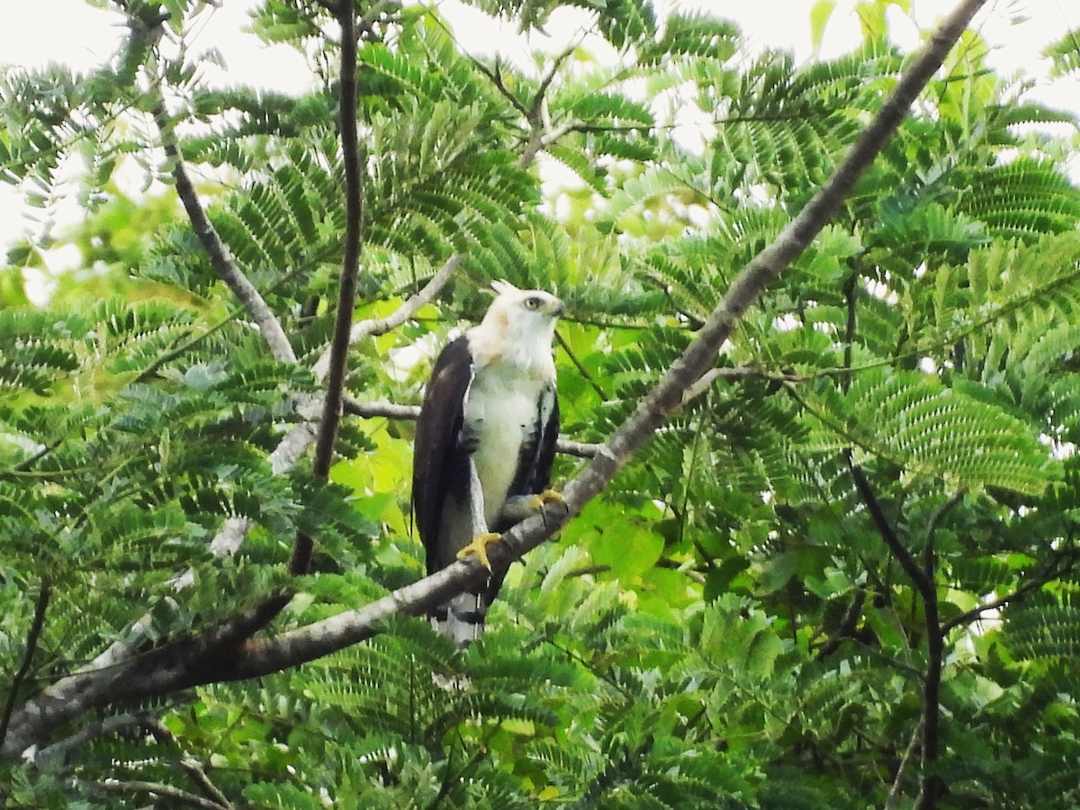 Ornate Hawk-Eagle - ML644017683