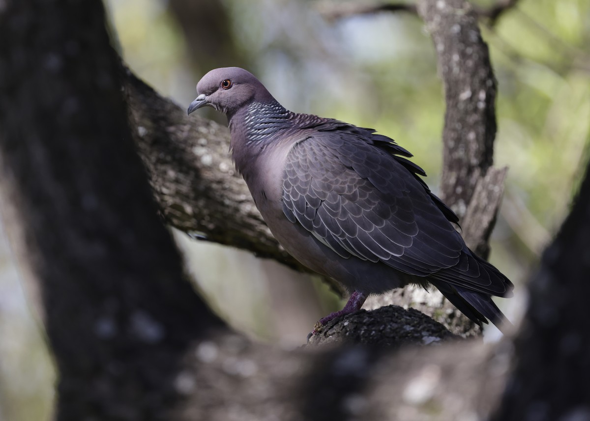 Picazuro Pigeon - ML644017685