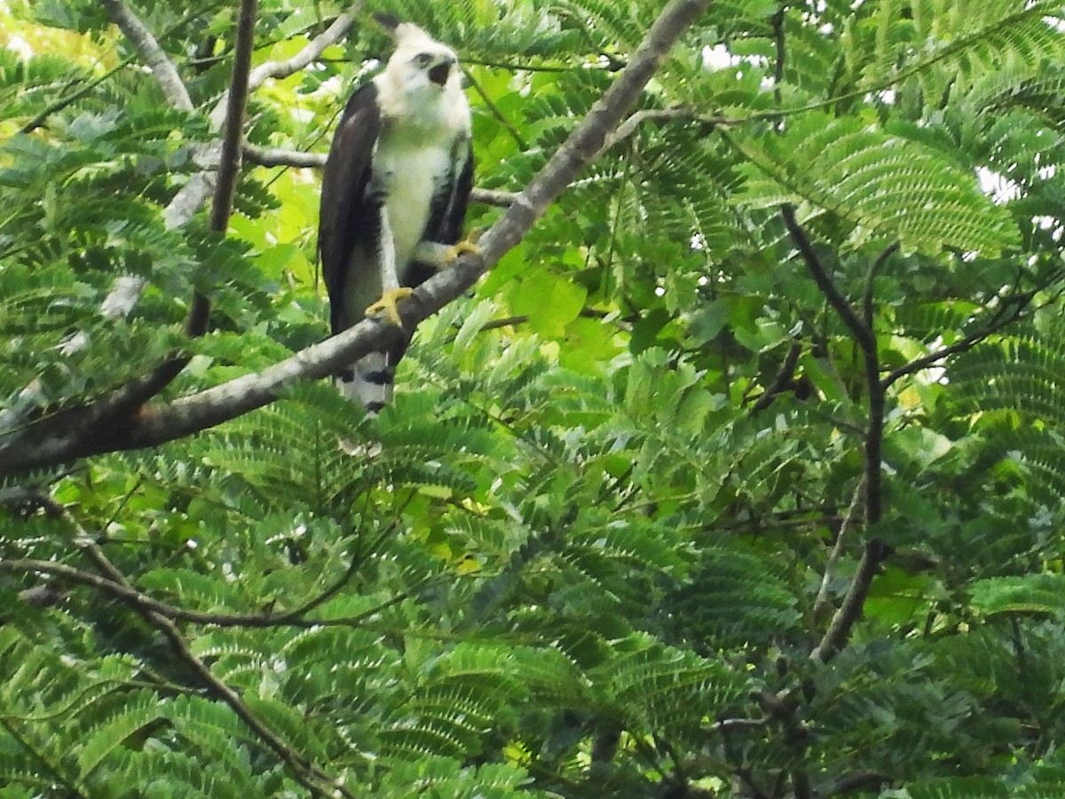 Ornate Hawk-Eagle - ML644017686