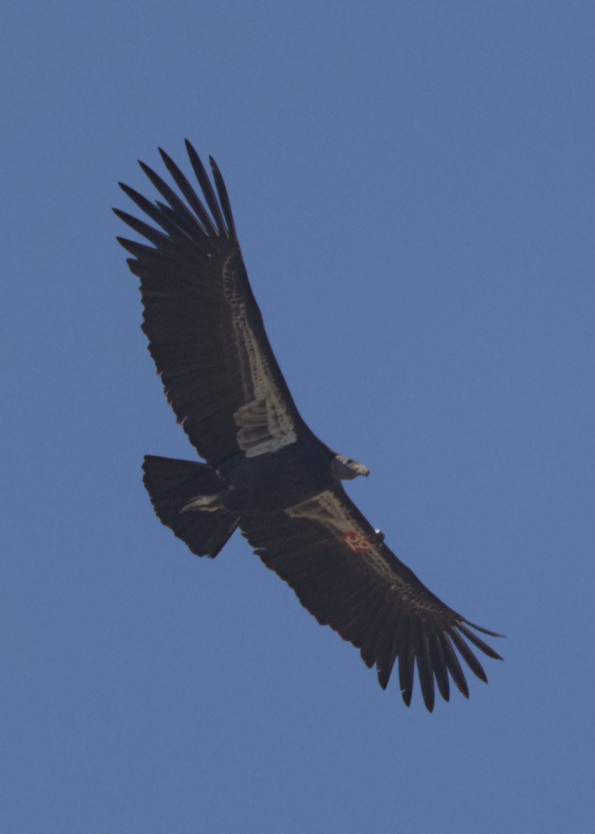 California Condor - ML644017690