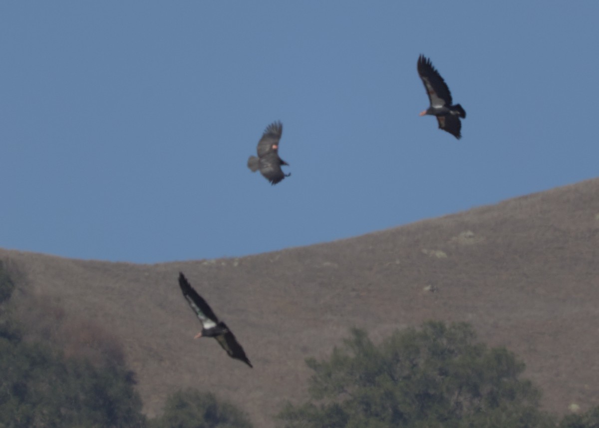 California Condor - ML644017691