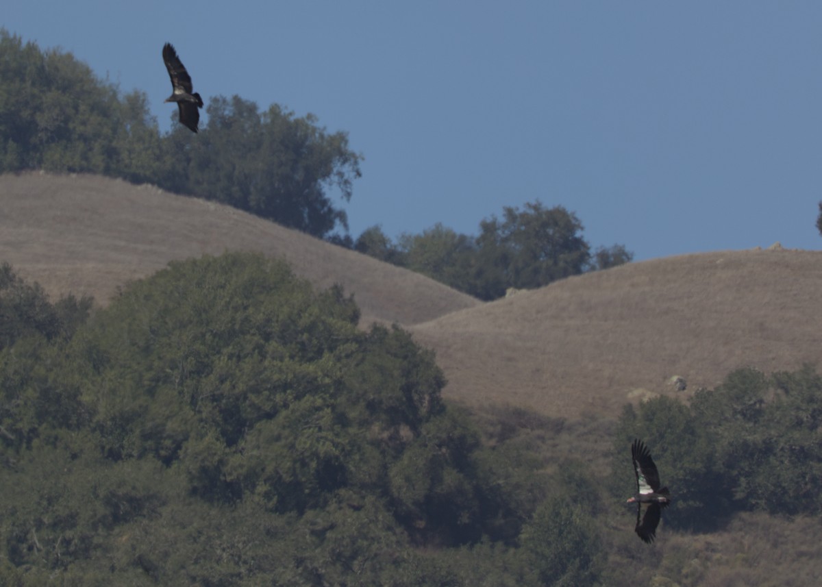 California Condor - ML644017692