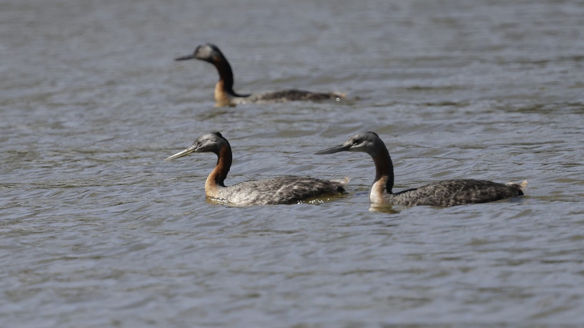 Great Grebe - ML644017698