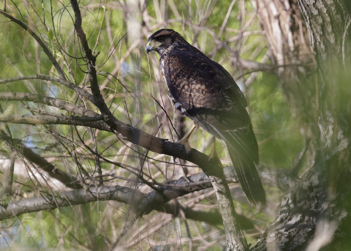 Harris's Hawk - ML644017705