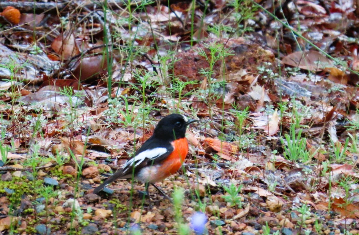 サンショクヒタキ（campbelli） - ML644017709