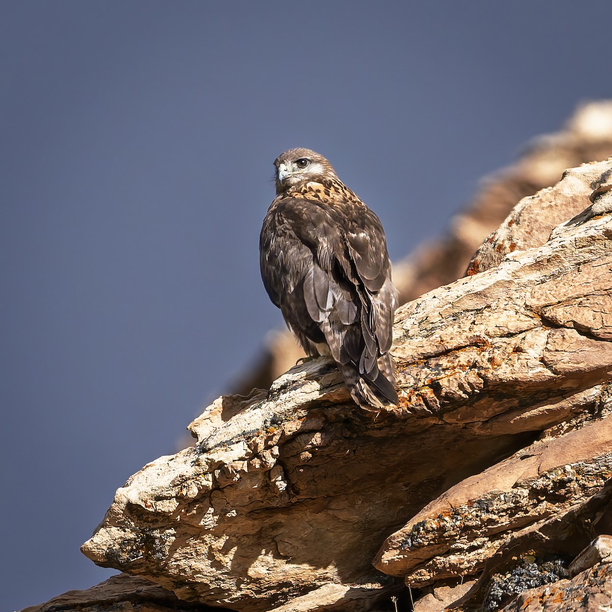 Upland Buzzard - ML644017710