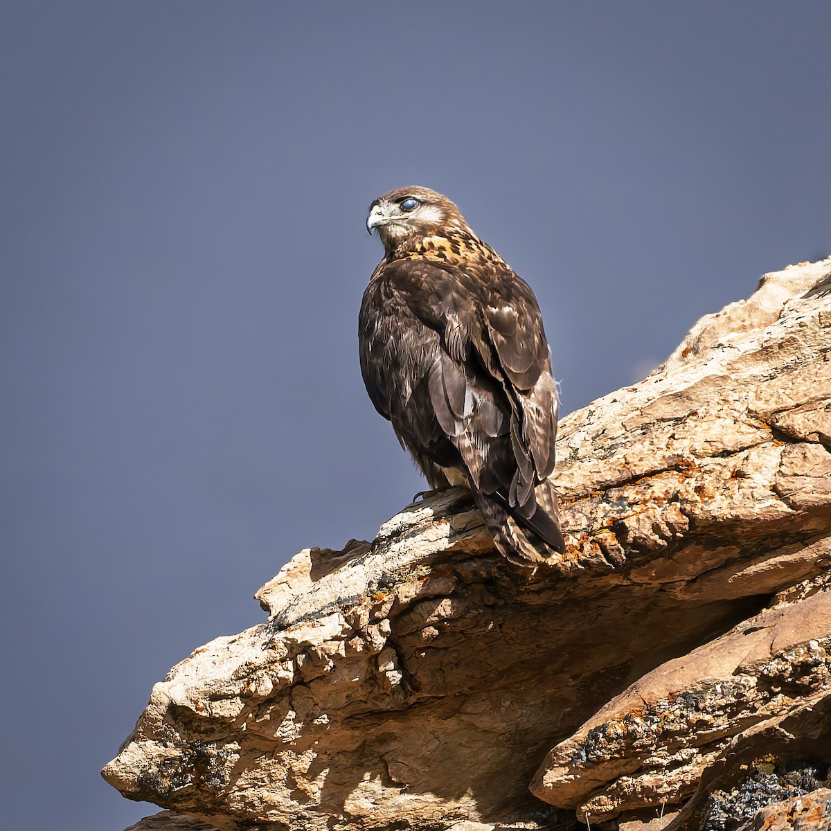 Upland Buzzard - ML644017711