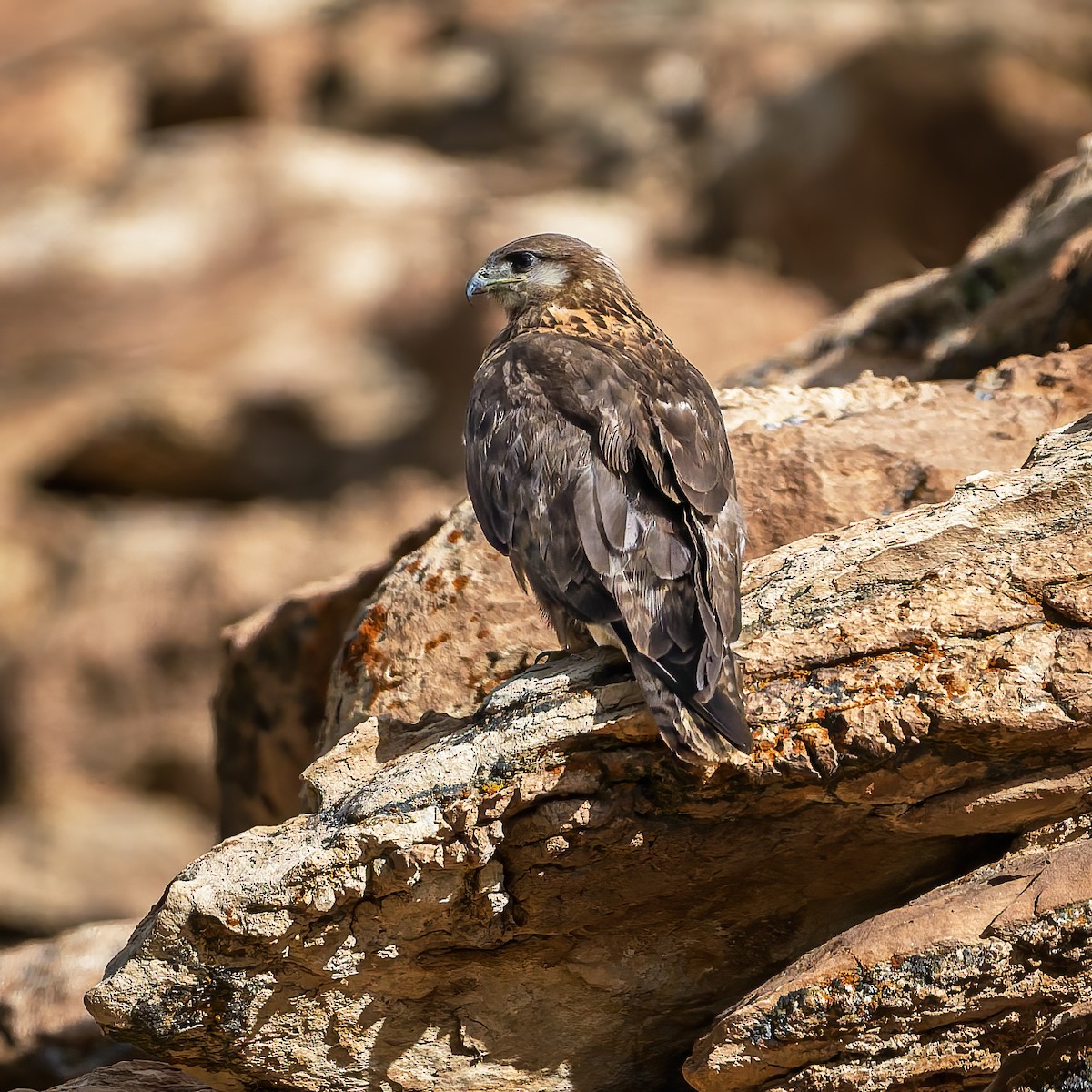 Upland Buzzard - ML644017712