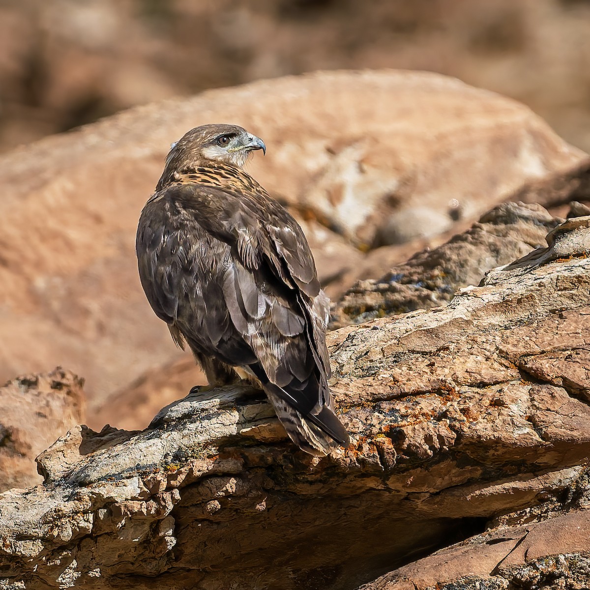 Upland Buzzard - ML644017713