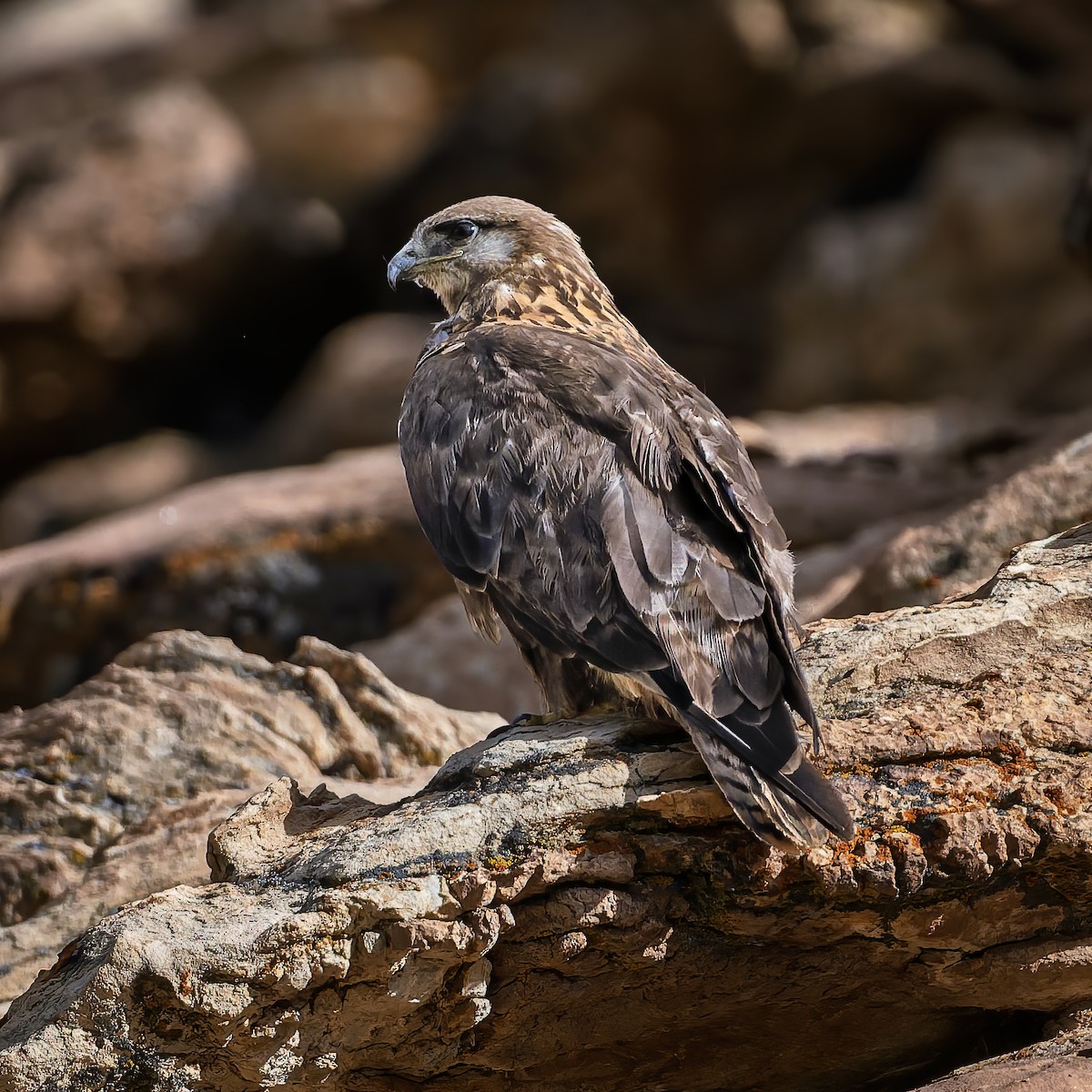 Upland Buzzard - ML644017714
