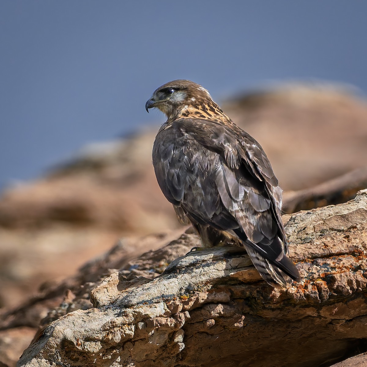 Upland Buzzard - ML644017715