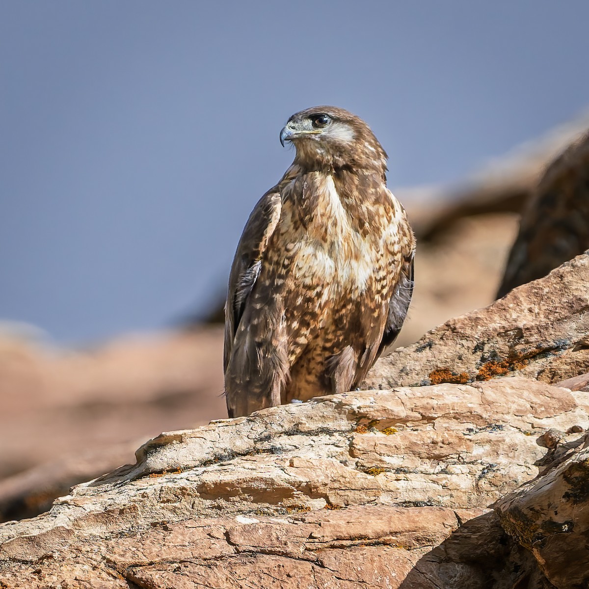 Upland Buzzard - ML644017717