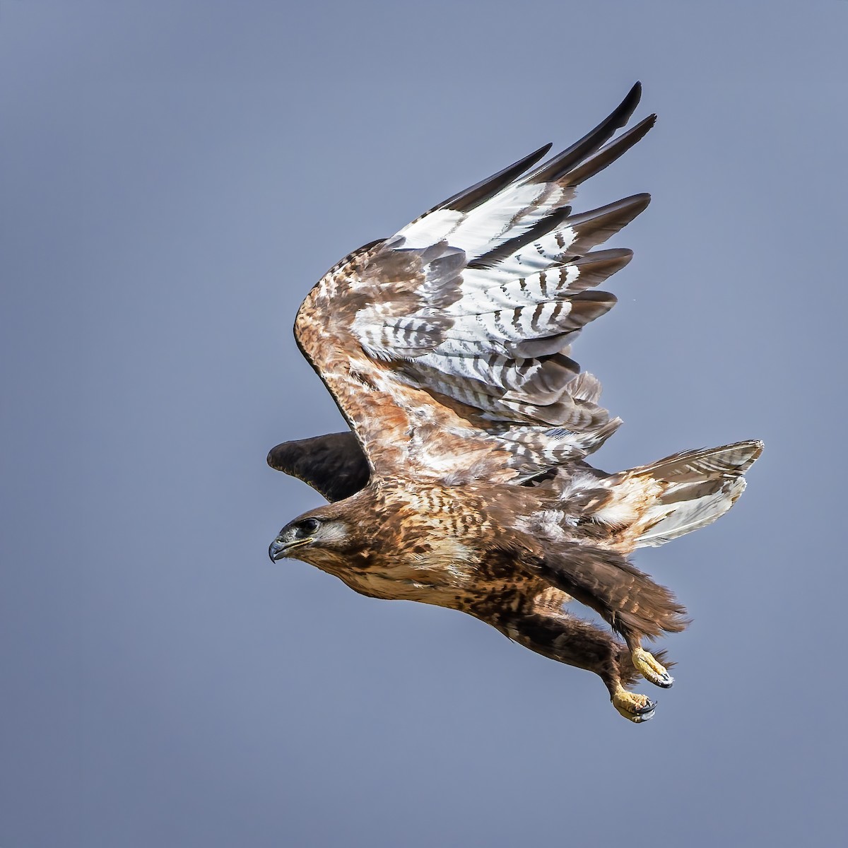 Upland Buzzard - ML644017718