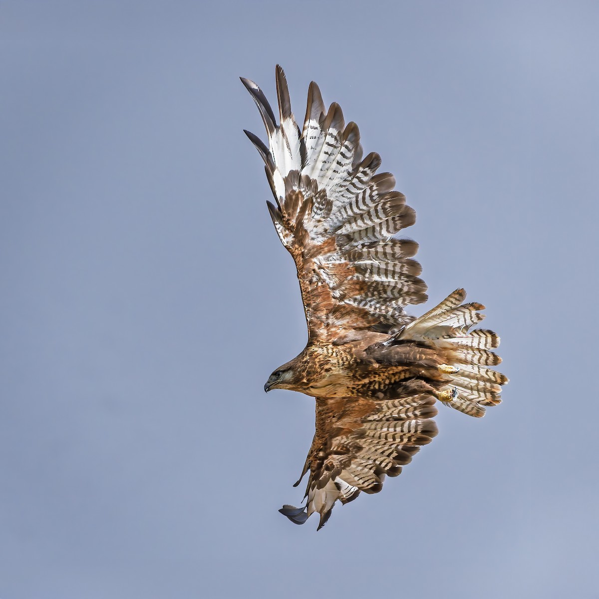 Upland Buzzard - ML644017719