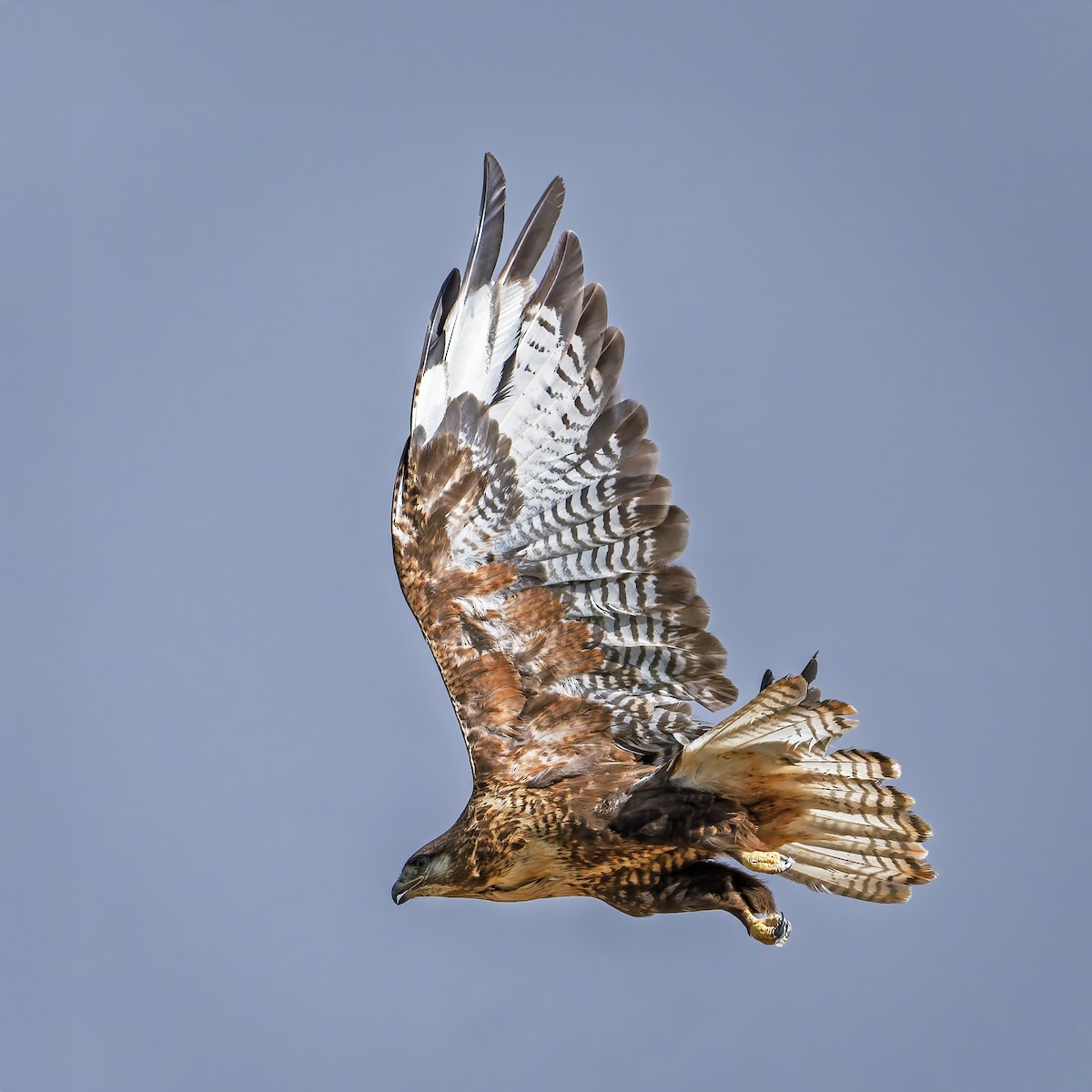 Upland Buzzard - ML644017720
