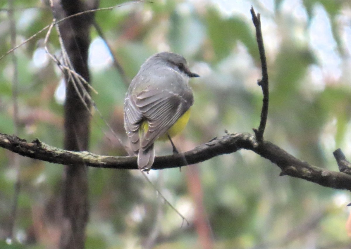 Western Yellow Robin - ML644017721