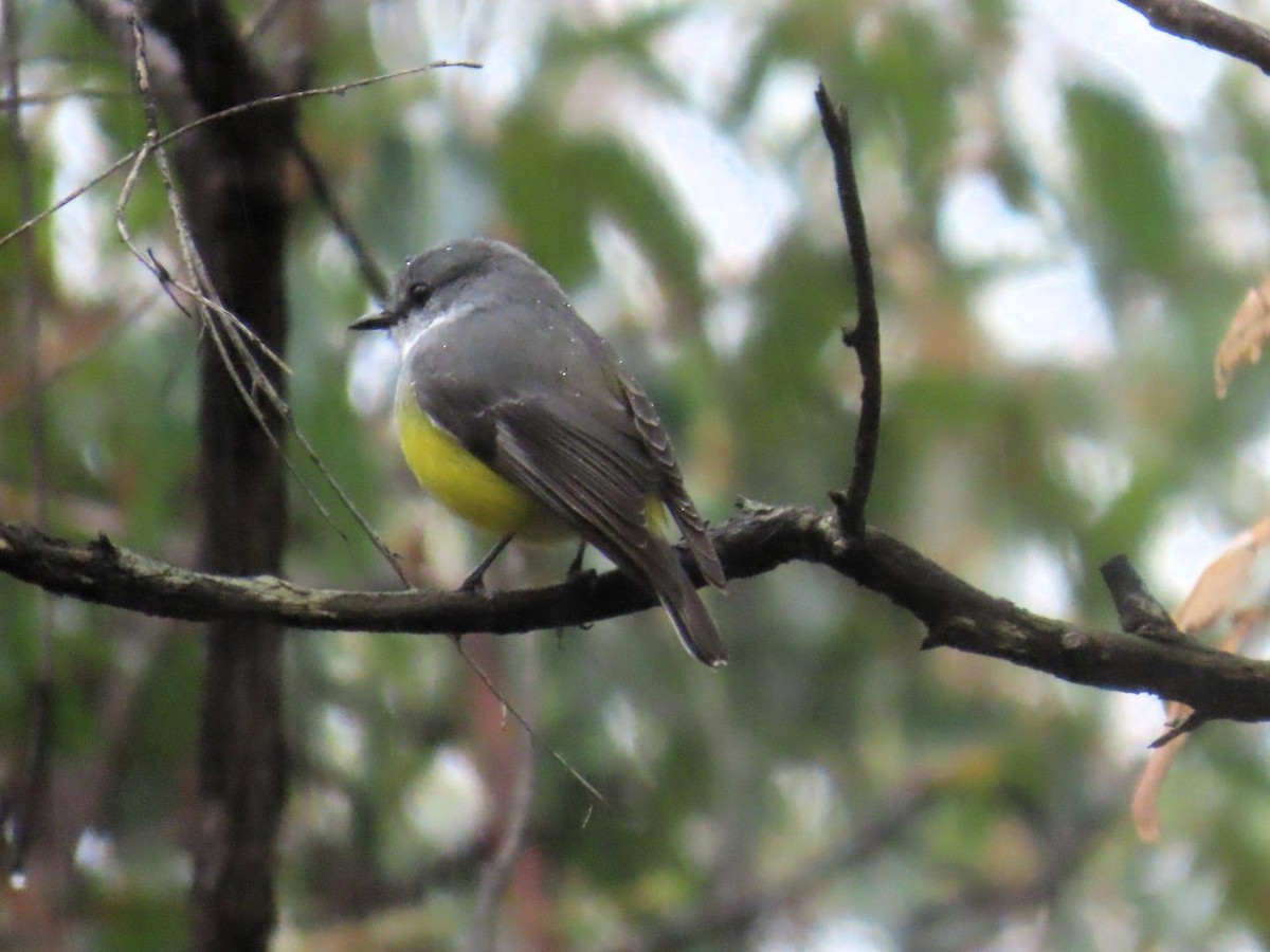Western Yellow Robin - ML644017722