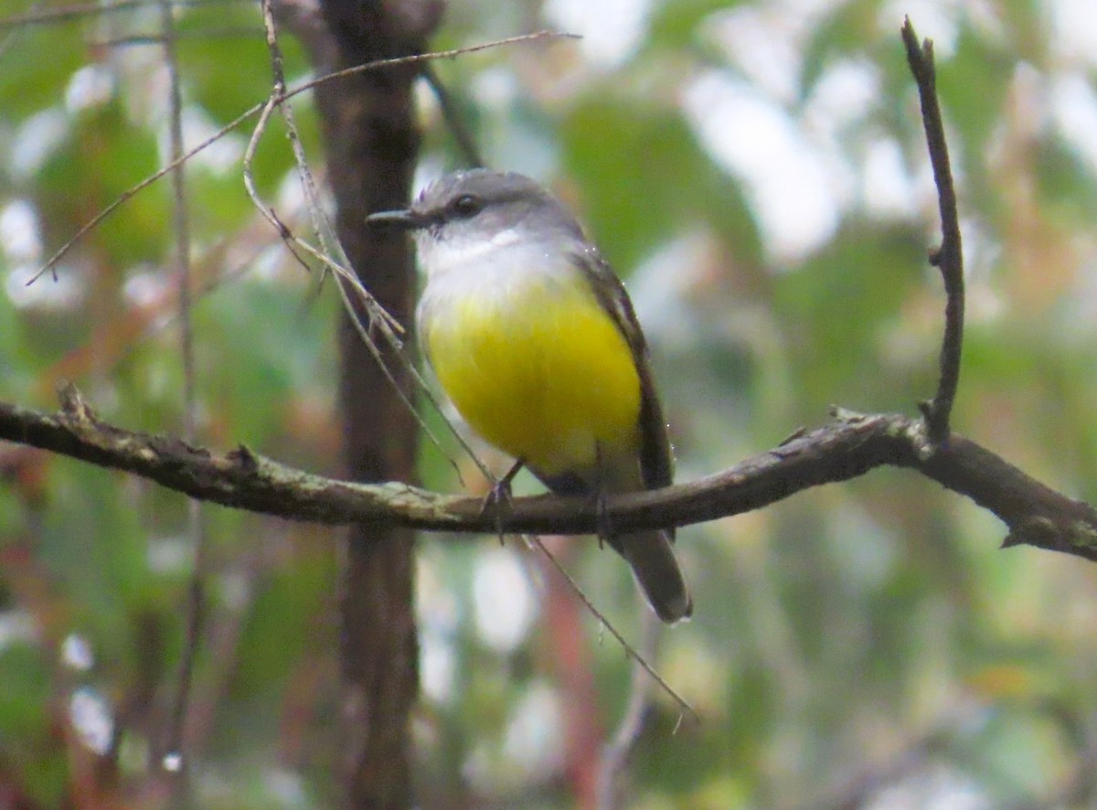 Western Yellow Robin - ML644017723