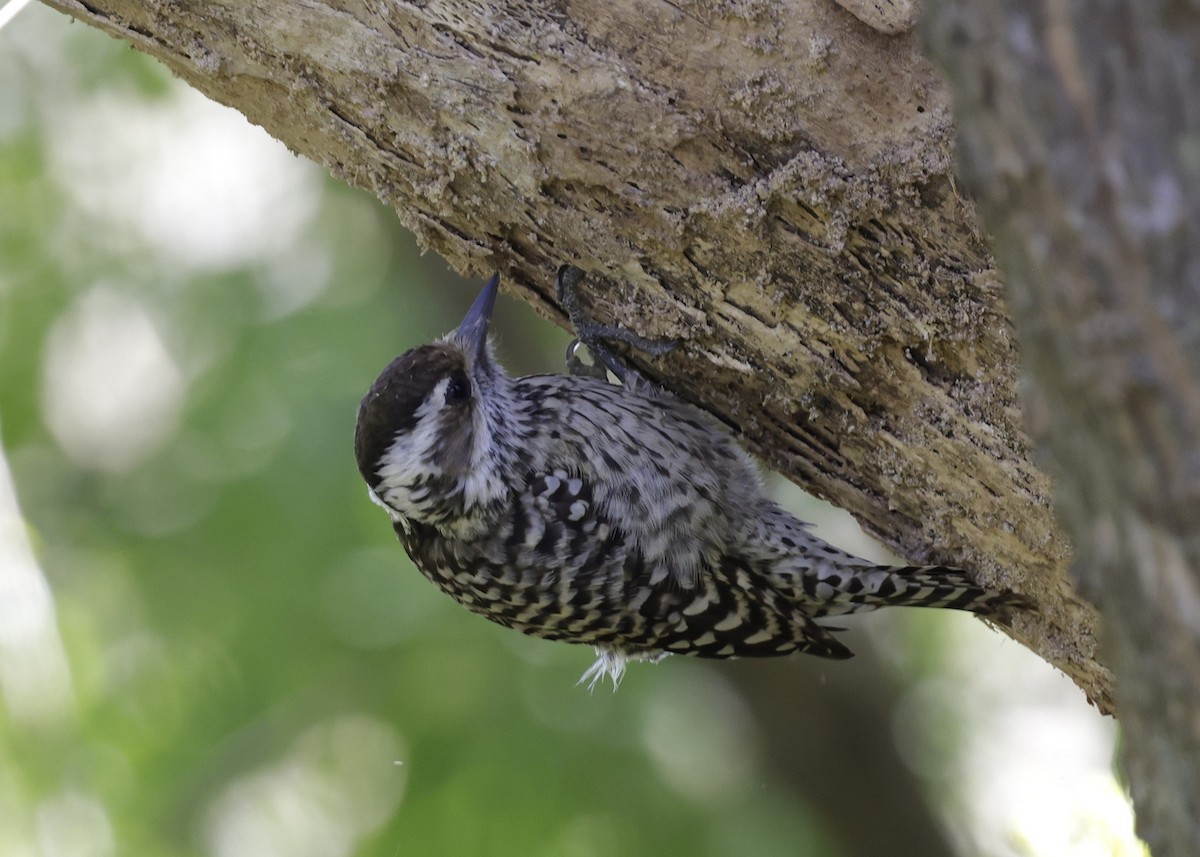 Checkered Woodpecker - ML644017724