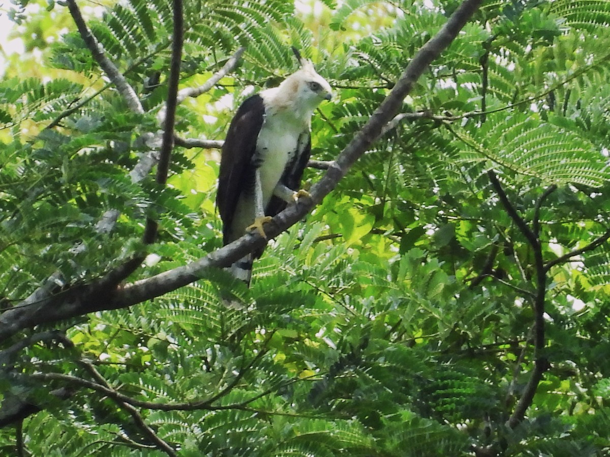 Ornate Hawk-Eagle - ML644017725