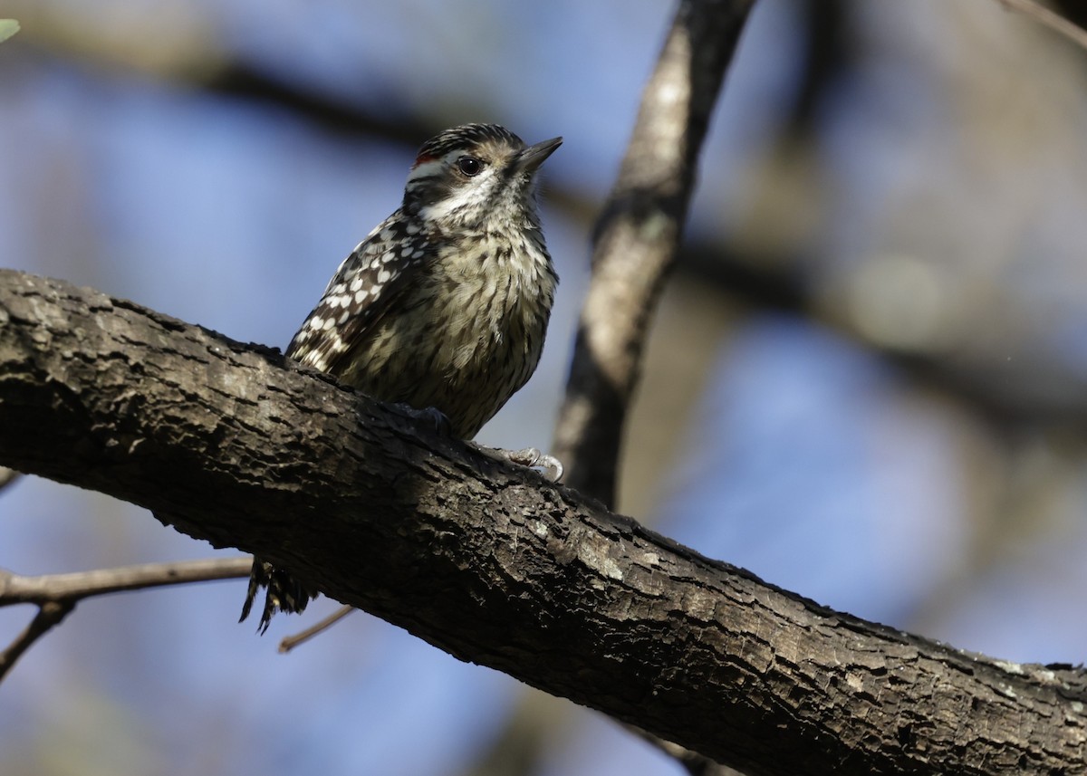 Checkered Woodpecker - ML644017727