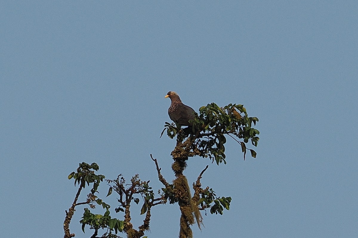 Rameron Pigeon - ML644017733