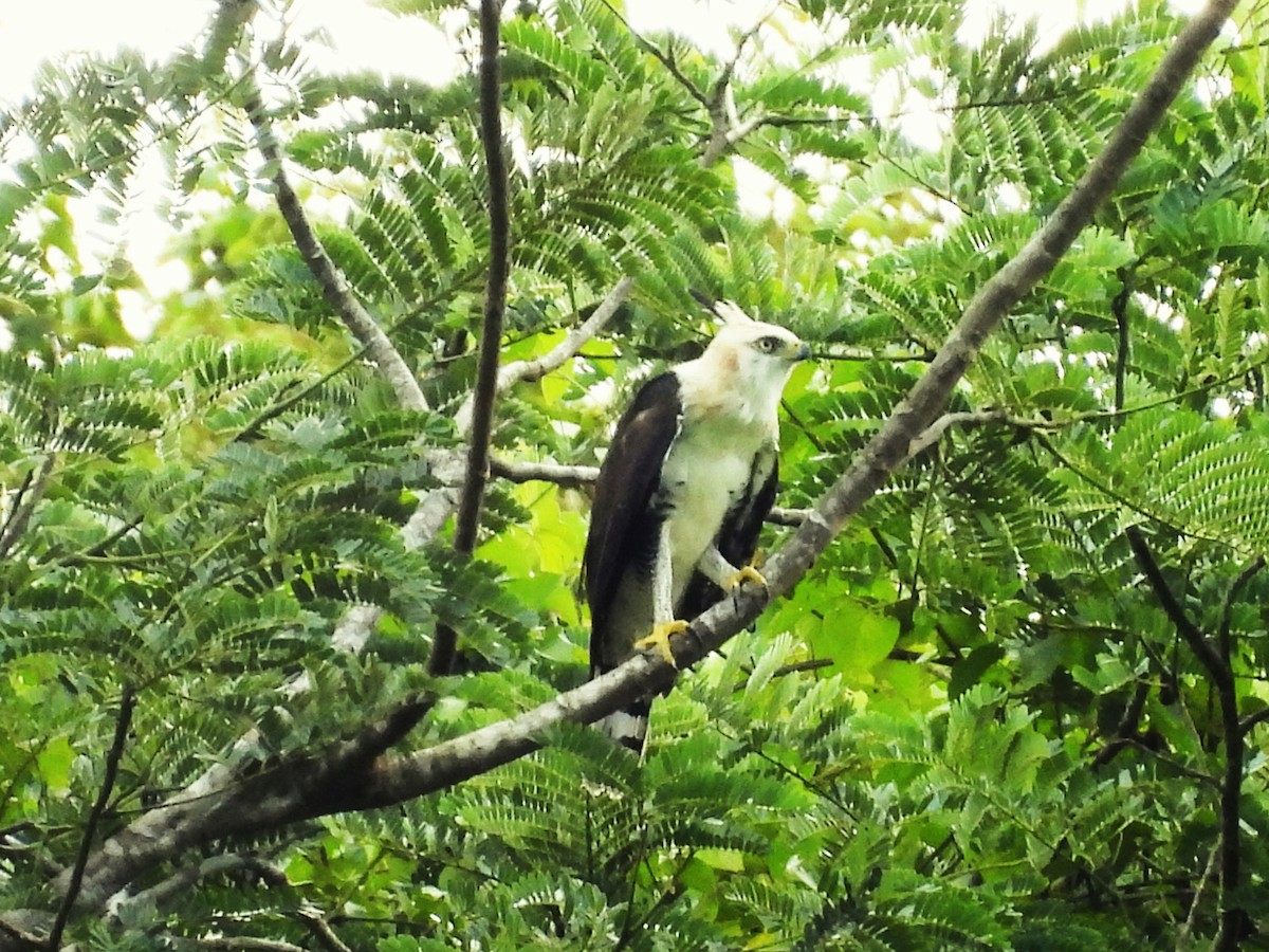 Ornate Hawk-Eagle - ML644017734