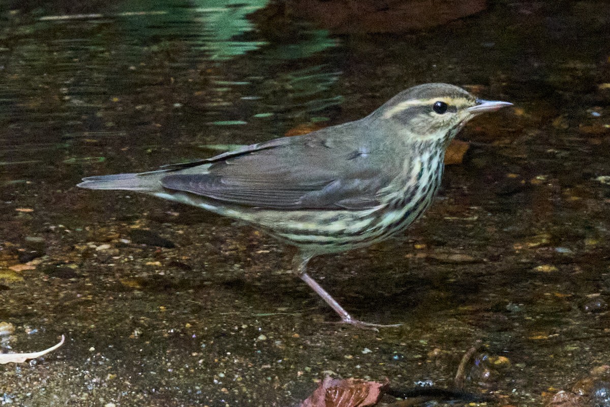 Northern Waterthrush - ML644017739