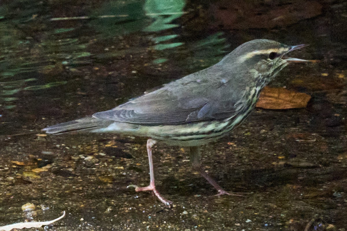 Northern Waterthrush - ML644017742