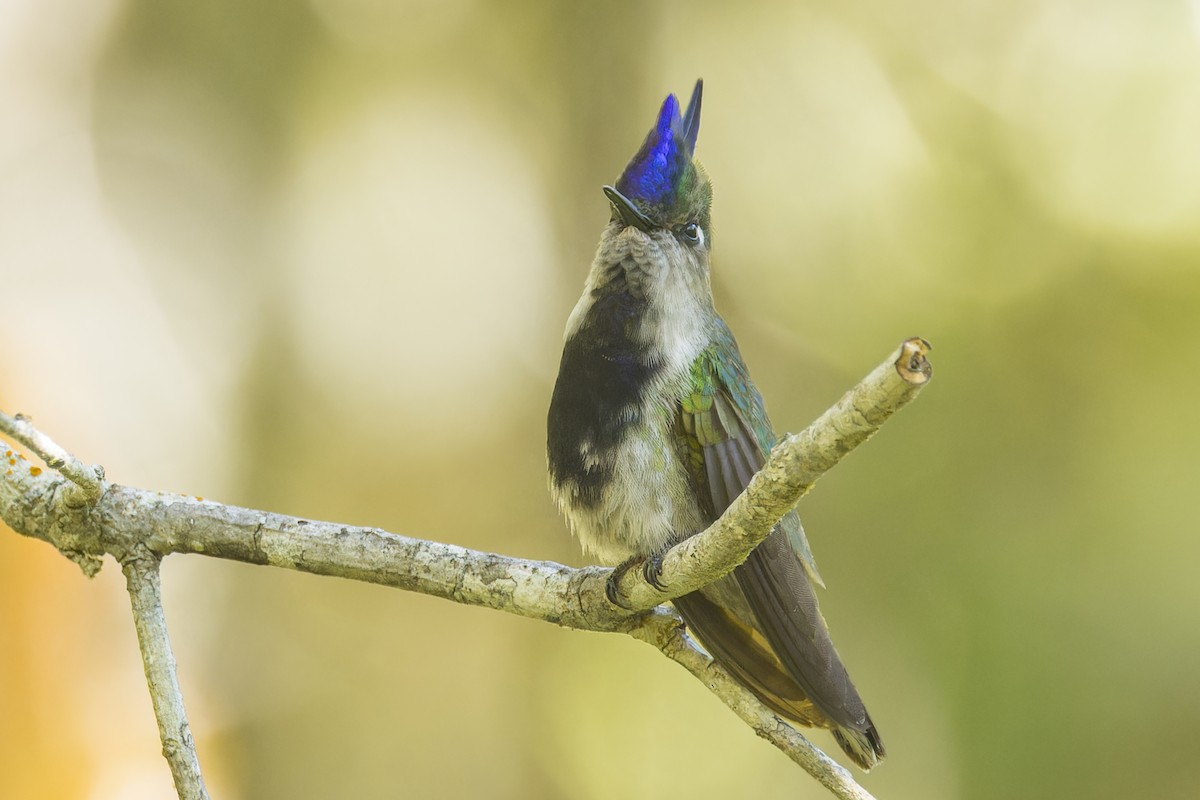 Колібрі пурпуровочубий - ML644017743