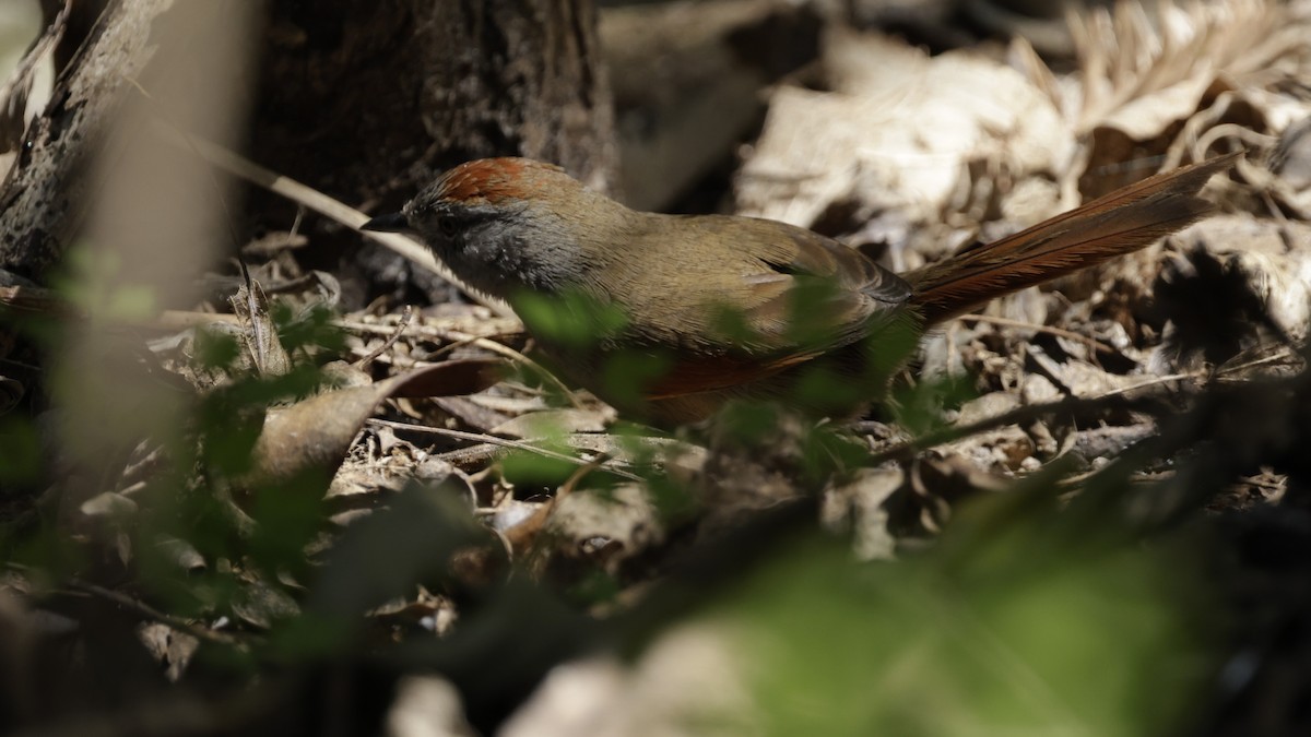 Sooty-fronted Spinetail - ML644017751