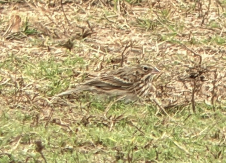 Abendammer - ML644017752