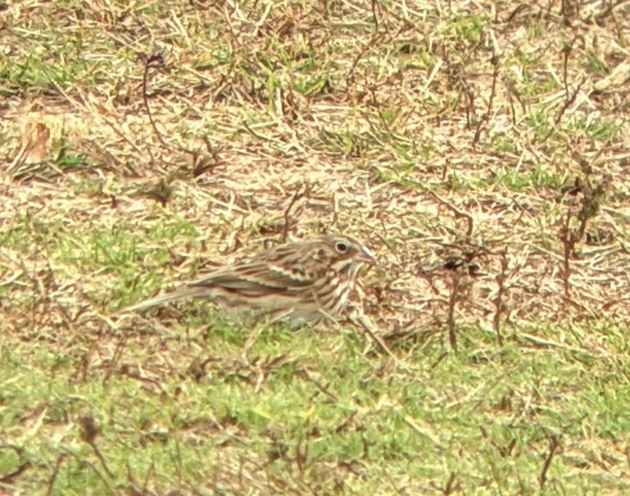 Abendammer - ML644017753