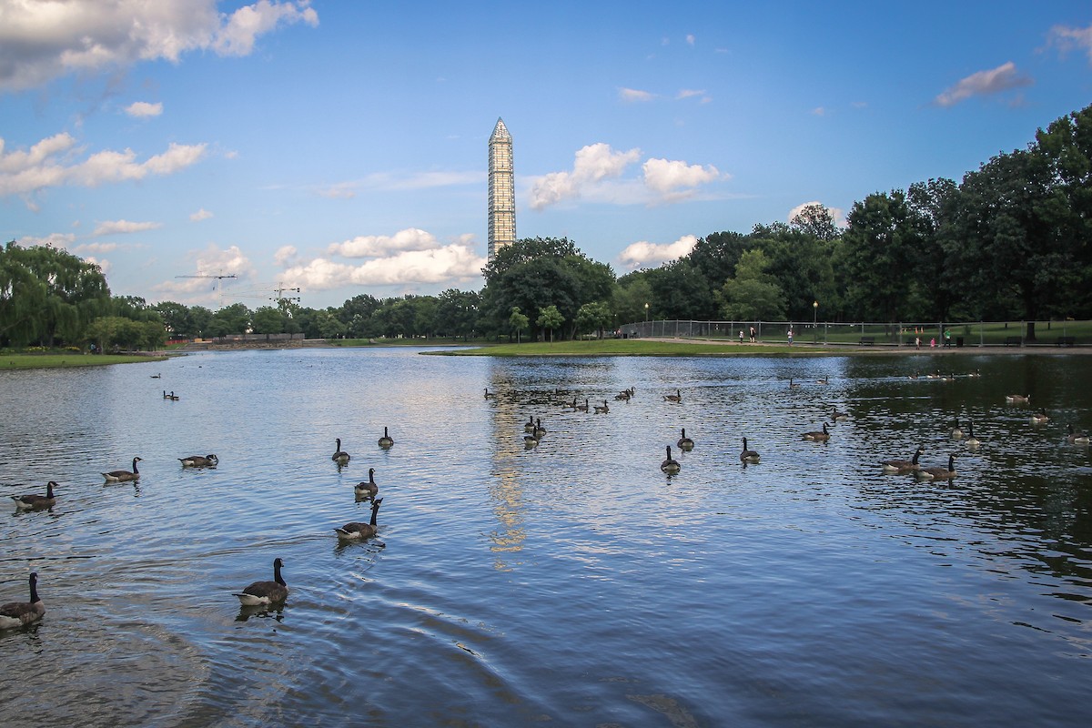 Canada Goose - ML644017757