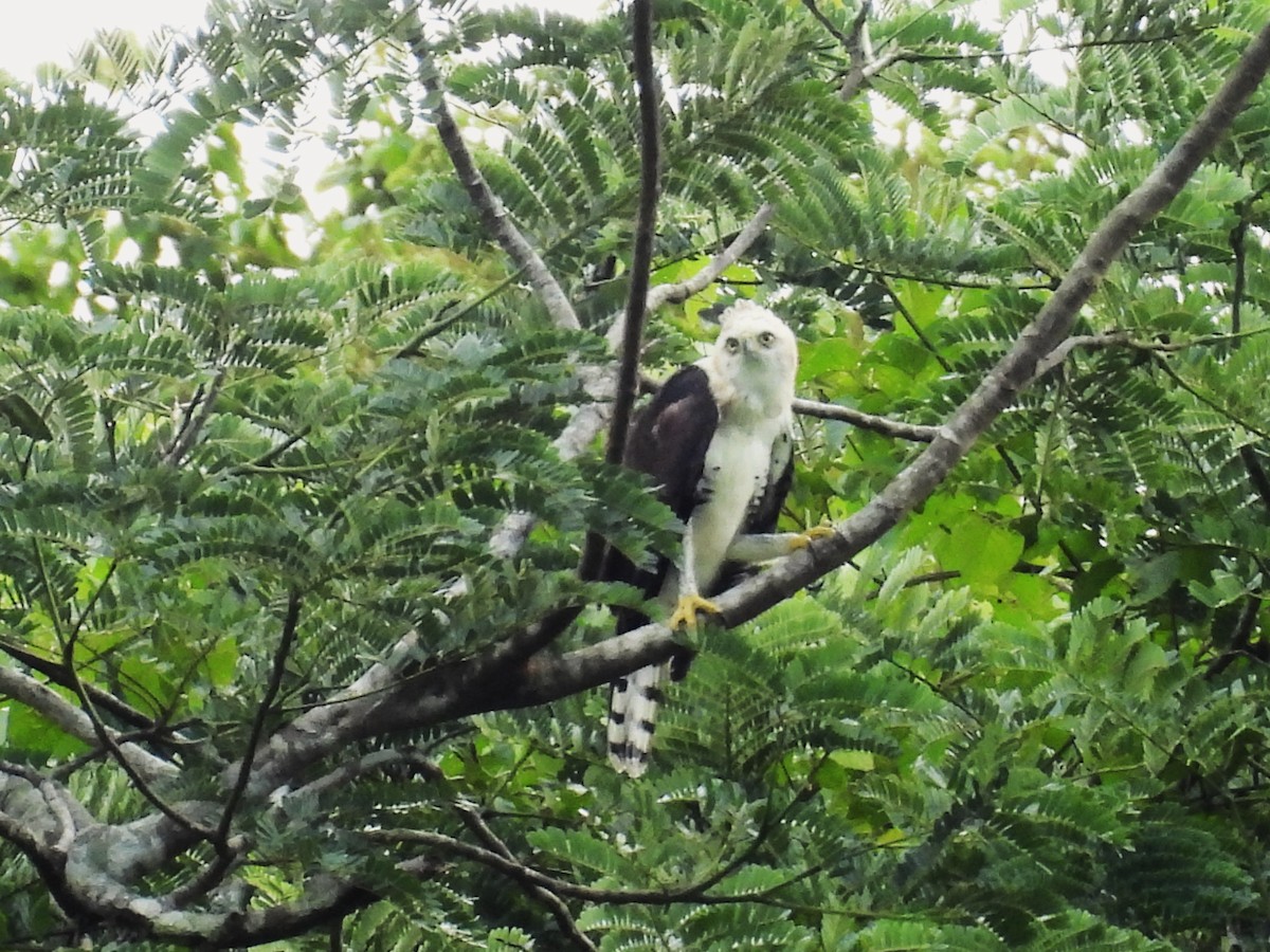 Ornate Hawk-Eagle - ML644017759