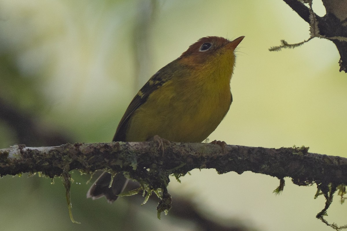 Yellow-breasted Warbler - ML644017760