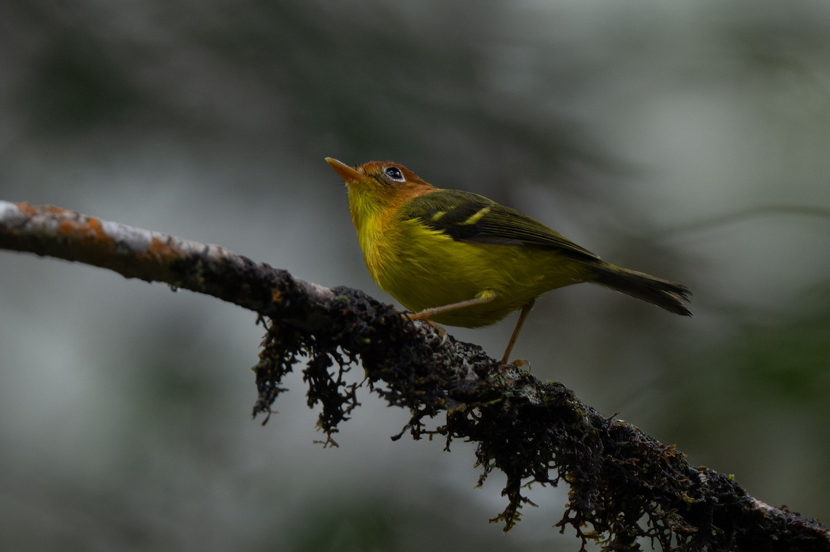 Yellow-breasted Warbler - ML644017761