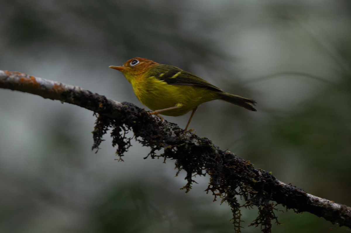 Yellow-breasted Warbler - ML644017762