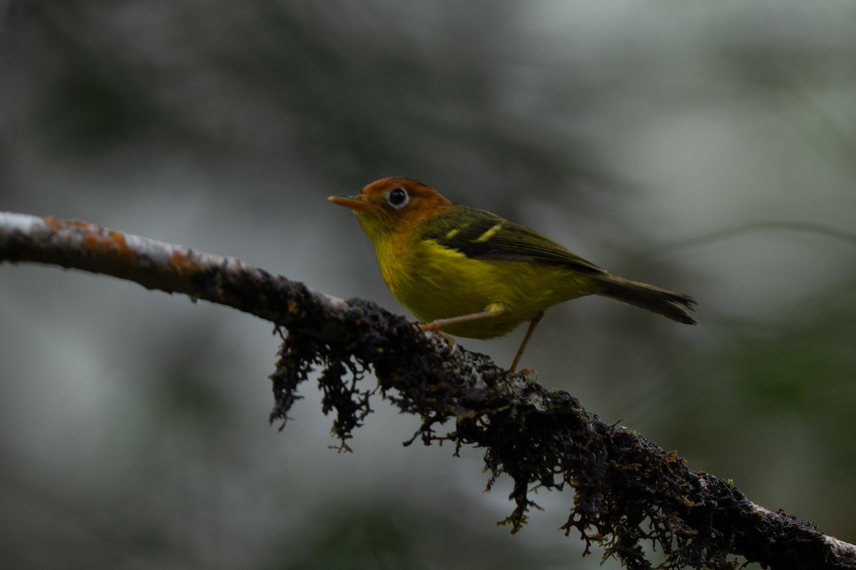 Yellow-breasted Warbler - ML644017763