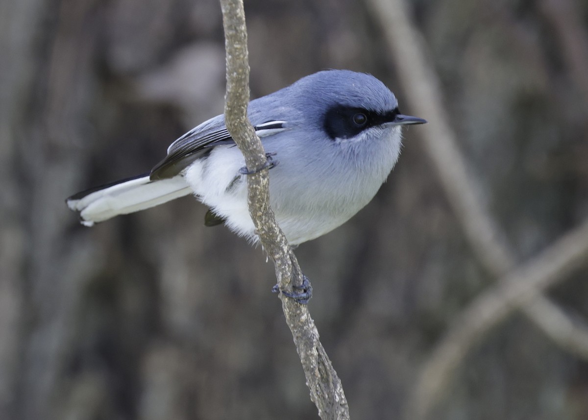 Masked Gnatcatcher - ML644017773
