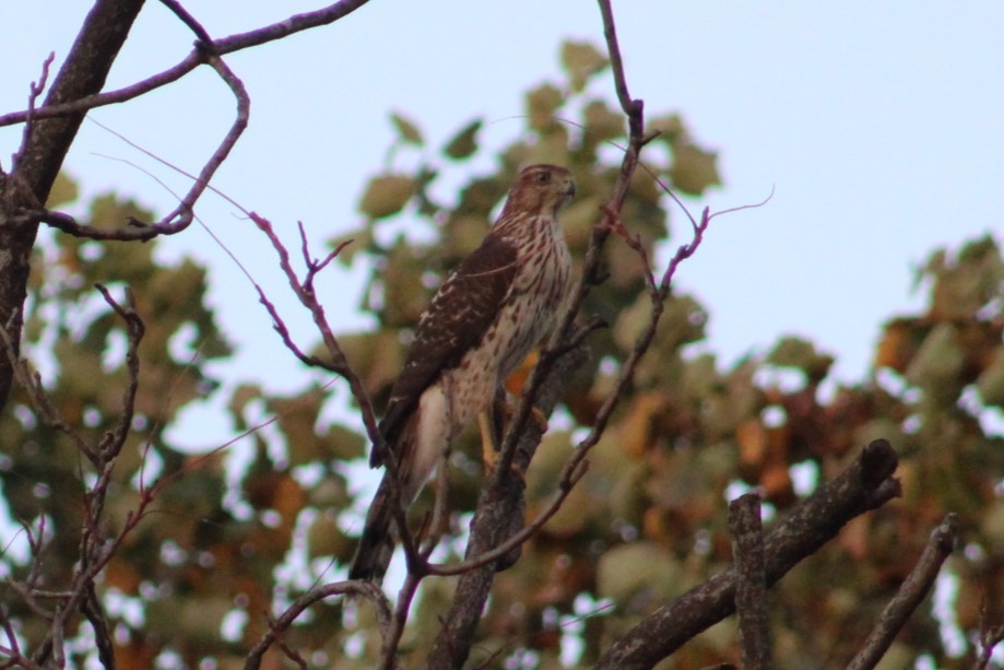 Cooper's Hawk - ML644017775