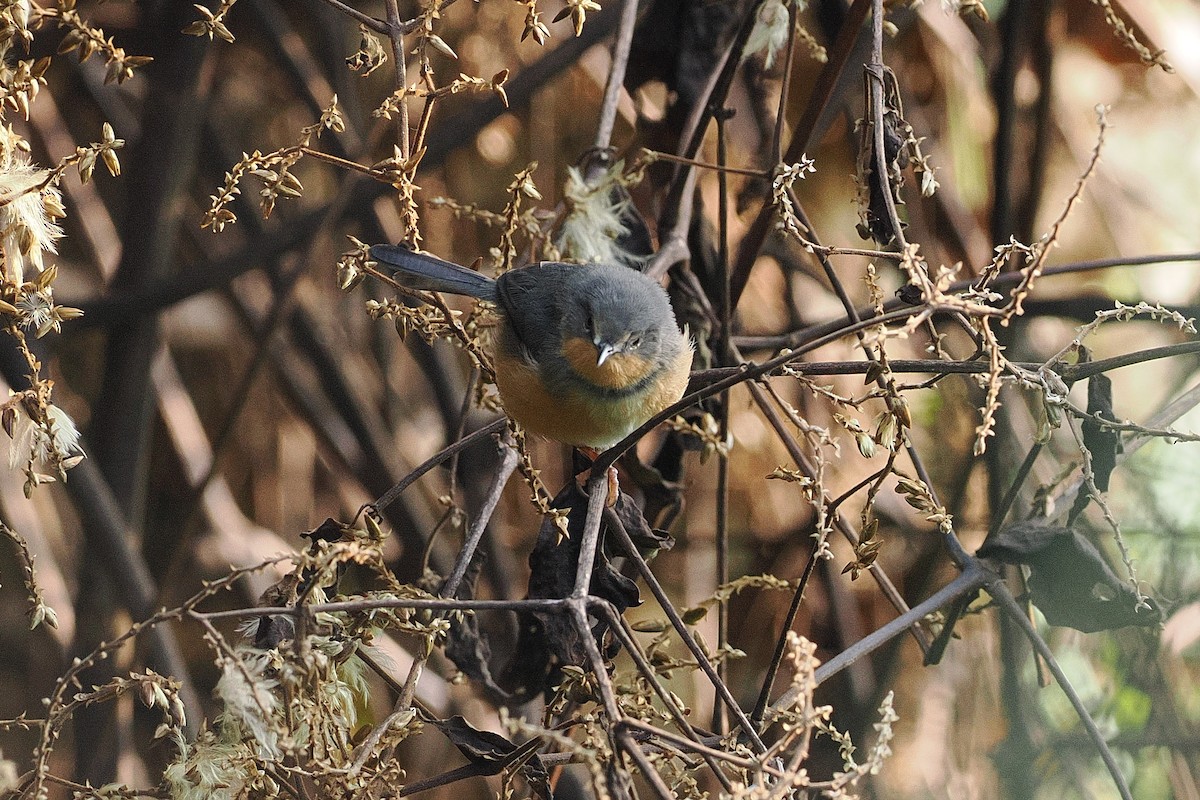 Rwenzori Apalis - ML644017777
