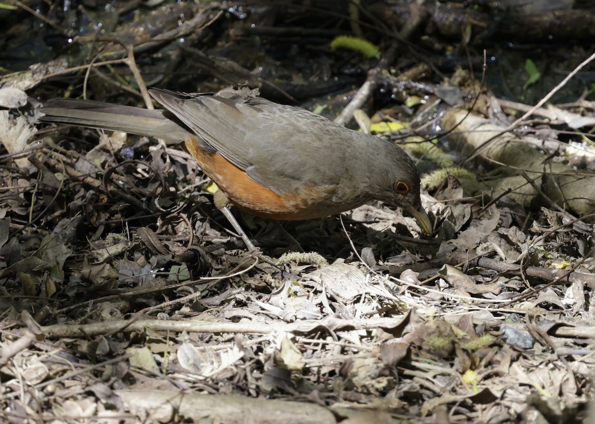 Rufous-bellied Thrush - ML644017778