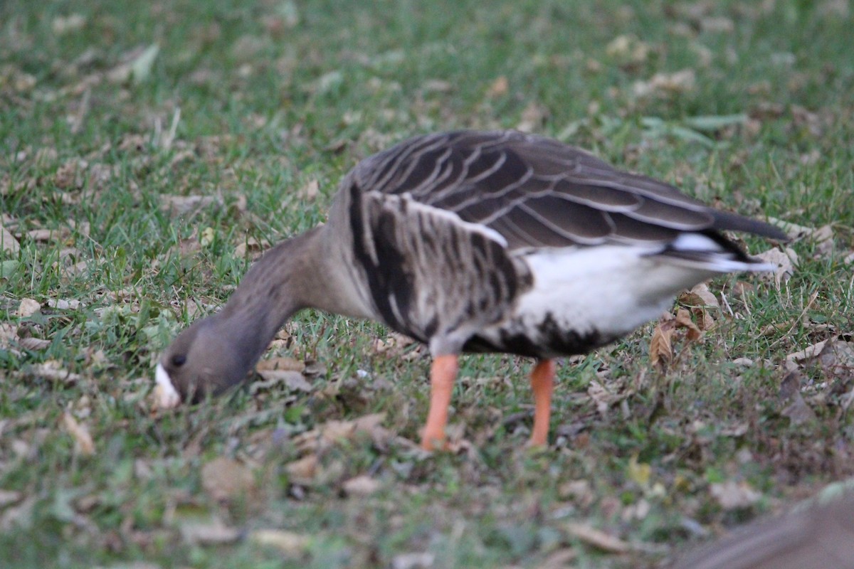 Greater White-fronted Goose (Western) - ML644017780