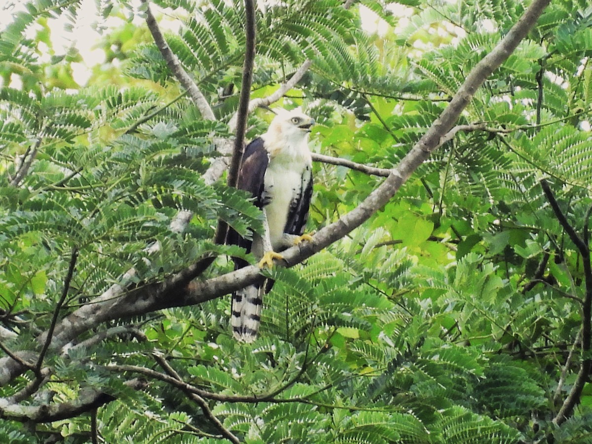 Ornate Hawk-Eagle - ML644017783