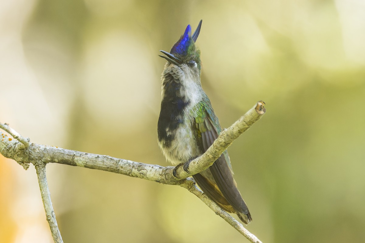 Колібрі пурпуровочубий - ML644017784